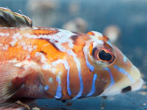 日本魚種類|写真から探せる魚図鑑